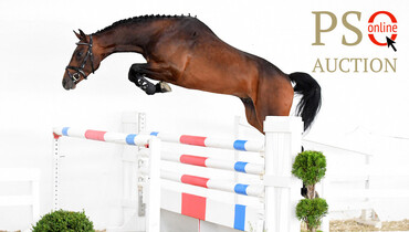 1st online-auction for show jumpers of Deckstation Paul Schockemöhle