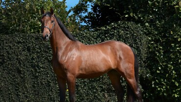 2019 Brightwells Auction presents Perlino Z