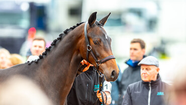 Equitop Bolesworth Young Horse Championship to Champion Equestrian Trade
