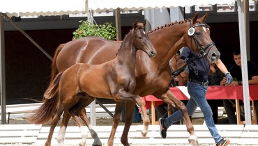 Hand-picked... Paul Schockemöhle Stud and Helgstrand Dressage presents the 7th edition of their online foal auction