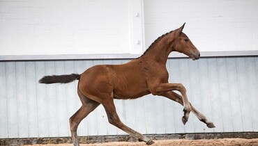 Spectacular showjumping foal collection adds lustre to Borculo Elite Foal Auction’s anniversary year