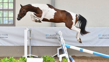 ET Auction Mixed Summer Edition online: Embryos & young horses from the highest level