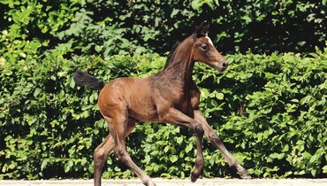 Breeders and riders may take their pick!