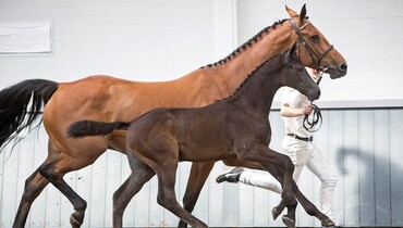 Iron-cast dam lines infused with Grand Prix performances form basis Borculo Elite Foal Auction’s showjumping collection