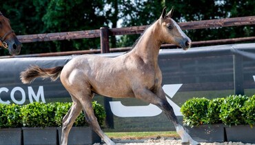Bring it on! Brussels Stephex Masters 2019 is right around the corner, launching the Stephex Exclusive Breeding Collection