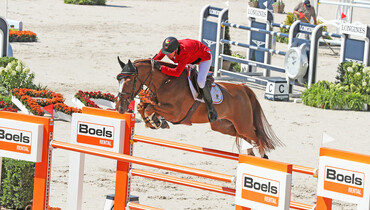 Jos Verlooy's Igor Horse of the Year 2019 in Belgium