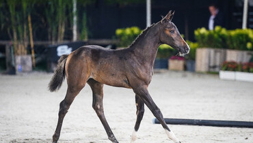 Stephex Exclusive Breeding Collection catches world-wide interest