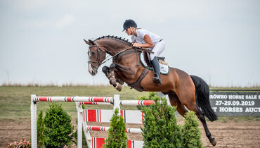 Sport Horses Auction at Baborówko Horse Sale Show
