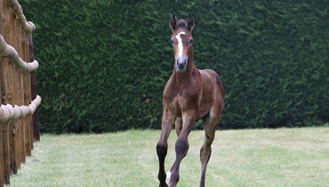Ekestrian Elite Auction – 24th & 25th of September, 2019 – For the end of the summer, foals and embryos from exceptional lines are on the bill!