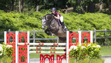Invest in the future in the Dutch Sport Horse Sales