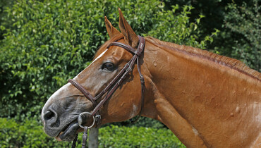 That Special Bond – with Harrie Smolders: “Emerald had, and still has, the complete package”
