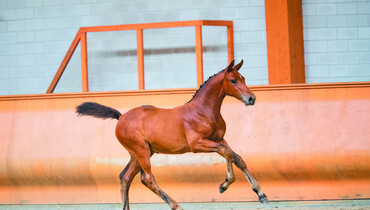 Next Monday 35 foals in Online Limburg Foal Auction