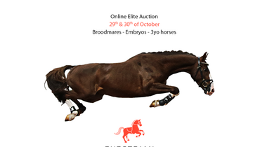 ¾ brother/sister of Explosion W, full brother of Nino des Buissonnets, unique brother/sister of Ilex VP, discover the new Ekestrian catalog now!