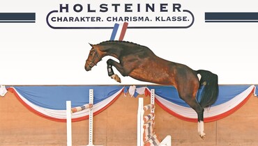 Holsteiner talents waiting for new challenges