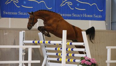 Swedish Select Horse Sales proudly presents 2019 years auction