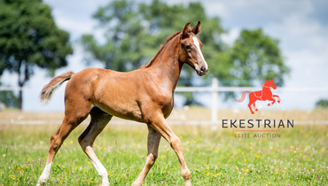 Ekestrian Showjumping – Online auction with NO reserve price – December 3rd & 4th!