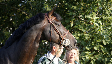 Images | Beautiful horses in Herning