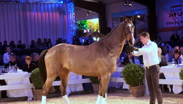 Holger Hetzel’s 15th International Sport Horse Sales: Halleluja secured the highest bid