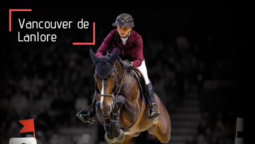 Ekestrian Showjumping – Rare straws for sale! 3rd & 4th of December!