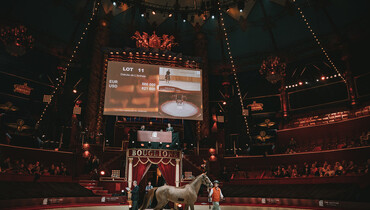 The Auction by Arqana “Yearlings & Performers” opens a new chapter in the sporthorse trade