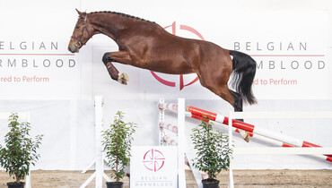BWP Top Stallion Auction, a unique market place giving access to healthy and durable performance blood