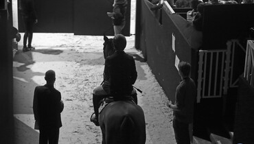 Horse travel from and to the UK: “The main challenge is to be well prepared