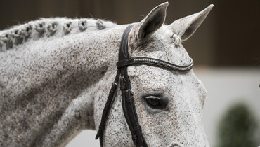 This week's CSI3* and CSI2* Grand Prix winners