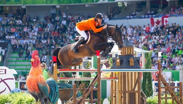 Sensational first collection of the KWPN Online Broodmare & Embryo Auction!