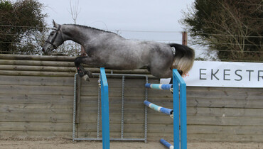 Ekestrian Elite Auction: Bring spring into your stables!