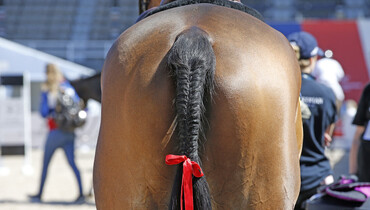 EHV-1 outbreak: CES Valencia Spring Tour continued with competitions despite FEI orders to cancel