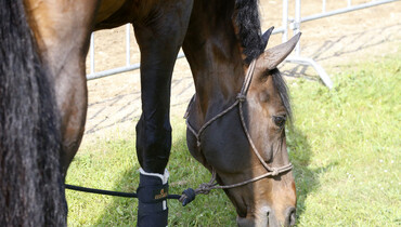 GoPro – part sixteen: Tips & tricks on protection for the field and for transportation from the world’s best grooms