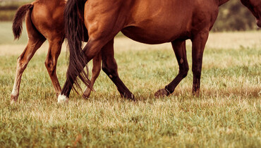 Reverdy Equine Nutrition now available in Benelux