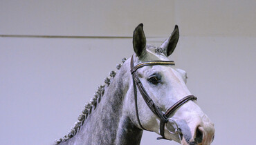 The Billy Stud Spring Auction in association with Equine America