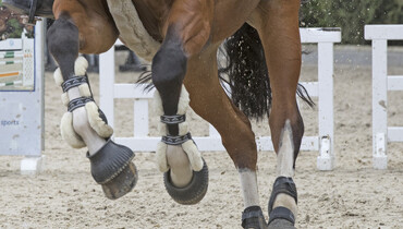 FEI enhances horse traceability in EHV-1 Return To Competition measures