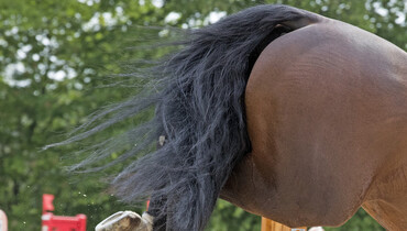 This weekend's CSI2* Grand Prix winners