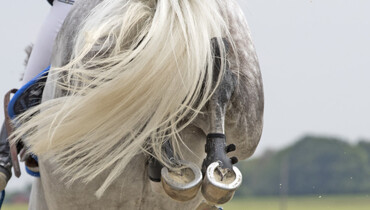 FEI Tribunal dismisses athletes’ appeals on Villeneuve-Loubet decision