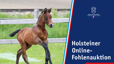 Holsteiner Verband Online Foal Auction Sale: International blood from Holstein‘s best mare families