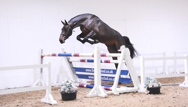 The Billy Stud Spring Online Auction draws international interest to the UK
