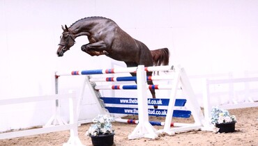 The Billy Stud Summer Online Auction in association with Equine America