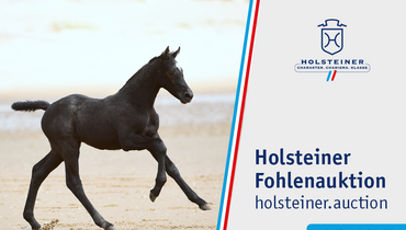 Stars of tomorrow with Holsteiner roots – Holsteiner Foal Auction Sale