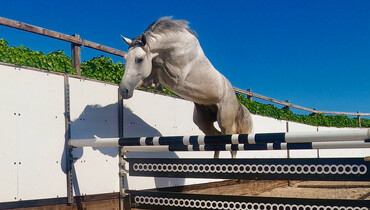 Two-day Youhorse.auction: From youngsters till international horses