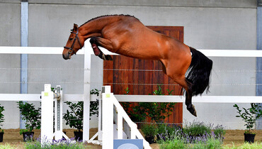 Top quality in Horse Auction Belgium’s first online edition