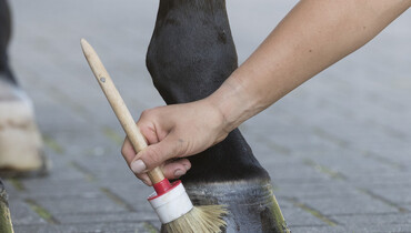GoPro – part two: Tips & tricks on hoof care from the world’s best grooms