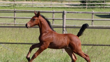 Ekestrian CSO Elite Auction Program June 30th & July 1st, your champion is just a click away!