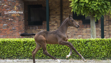 Top-class foals related to CSI5* Grand Prix Horses in collection Grand Prix Sales