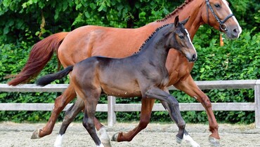 Flanders Foal Auction goes live on Saturday
