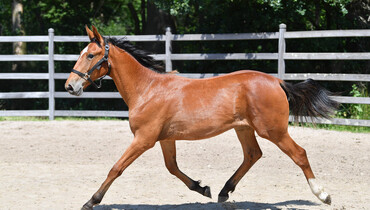 Exclusive Online Euro Horse Auction
