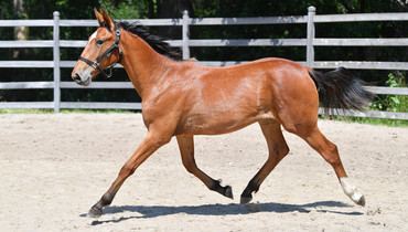Exclusive Online Euro Horse Auction