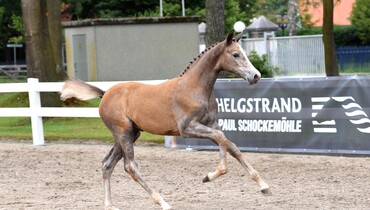 The future of equestrian sport begins now: The 2nd Helgstrand-Schockemöhle International Online Auction
