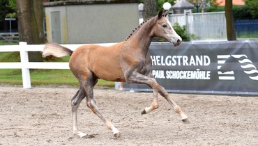 The future of equestrian sport begins now: The 2nd Helgstrand-Schockemöhle International Online Auction